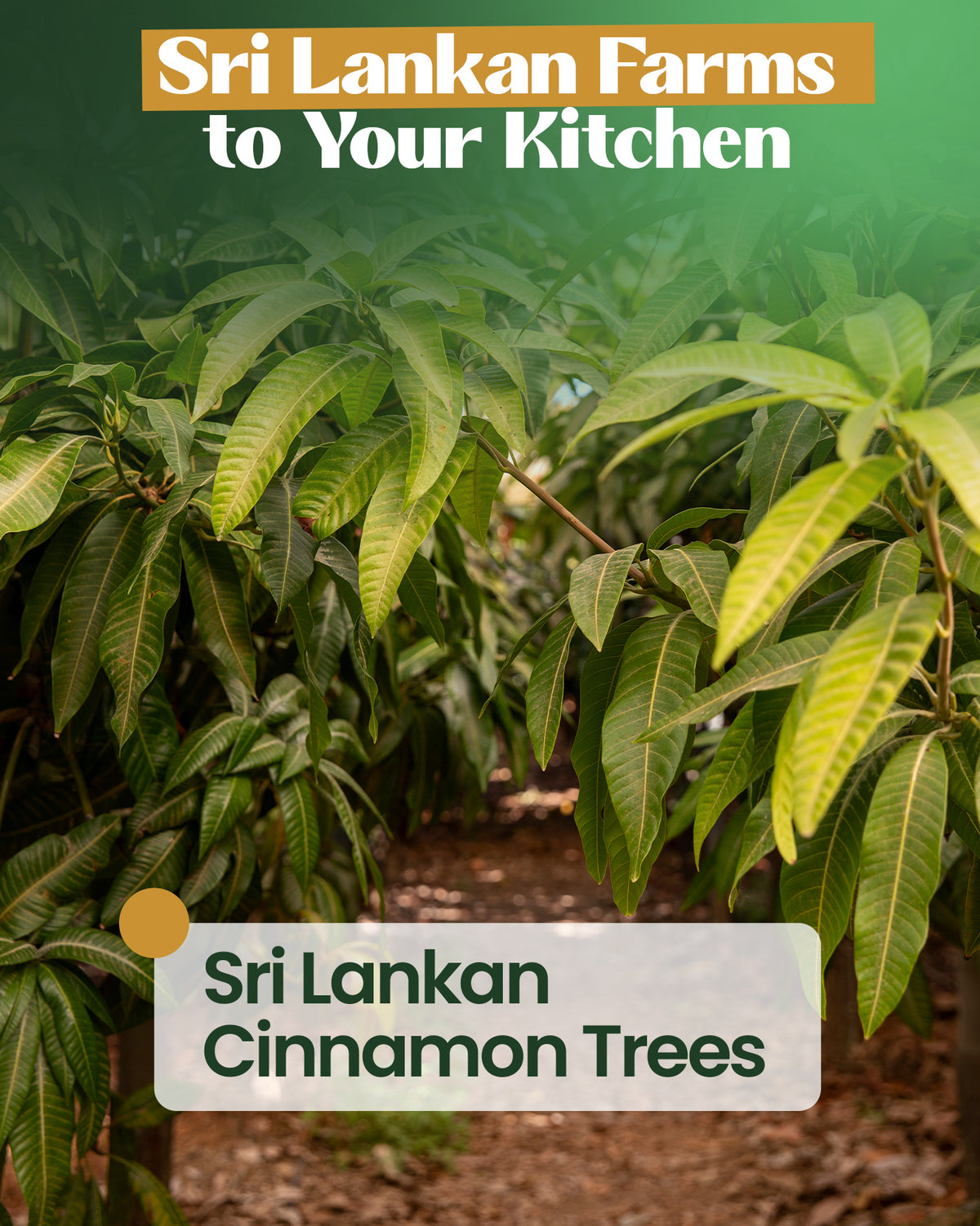 True Ceylon Cinnamon Powder from Sri Lanka 4 oz, Pure USDA Organic