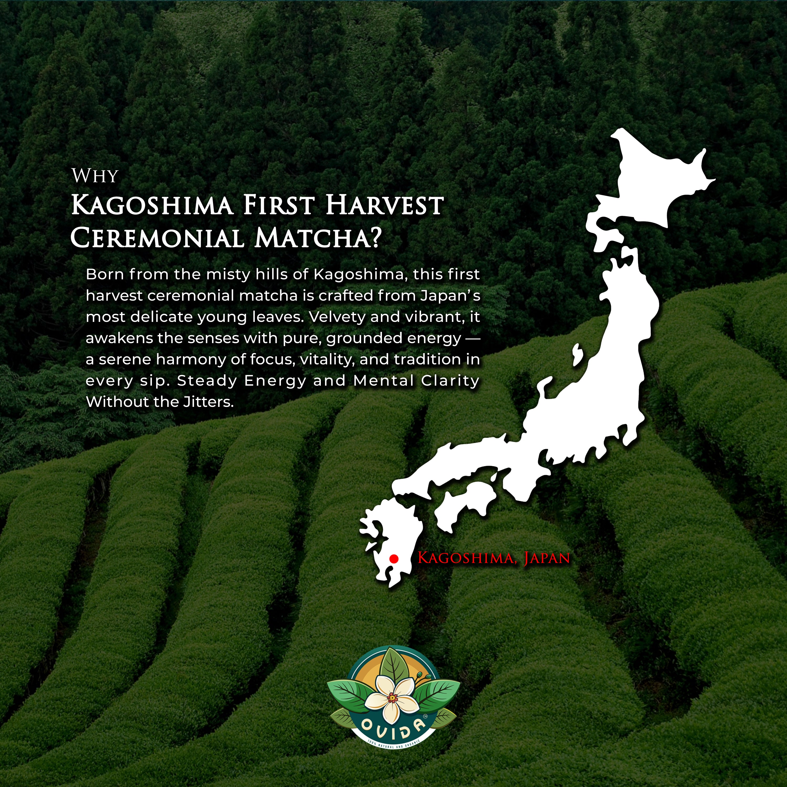First Harvest Organic Ceremonial Matcha – Japanese Matcha from Kagoshima (127g / 4.5 oz)